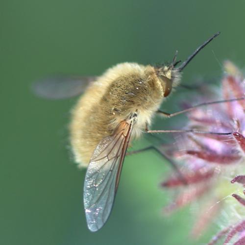 Bombylius sp.